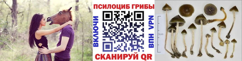 Псилоцибиновые грибы Magic Shrooms  блэк спрут как войти  Балей 